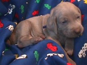 Blue Pup