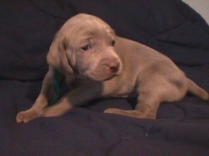 Orange Pup