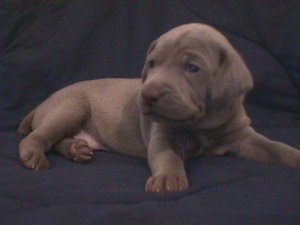 Purple Pup