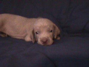 Yellow Pup
